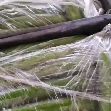 露天丝瓜