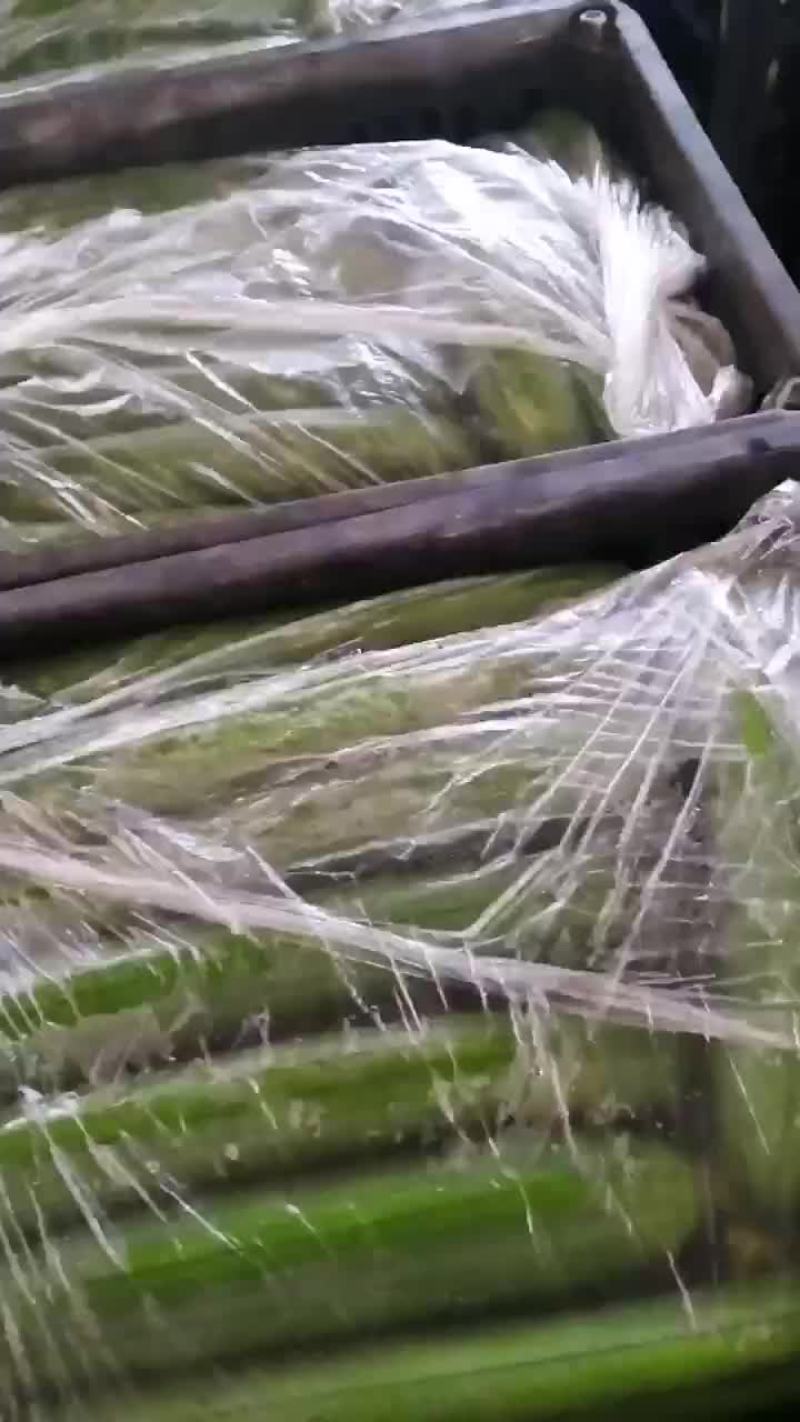 露天丝瓜