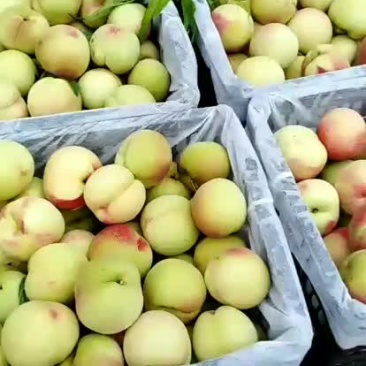 毛桃