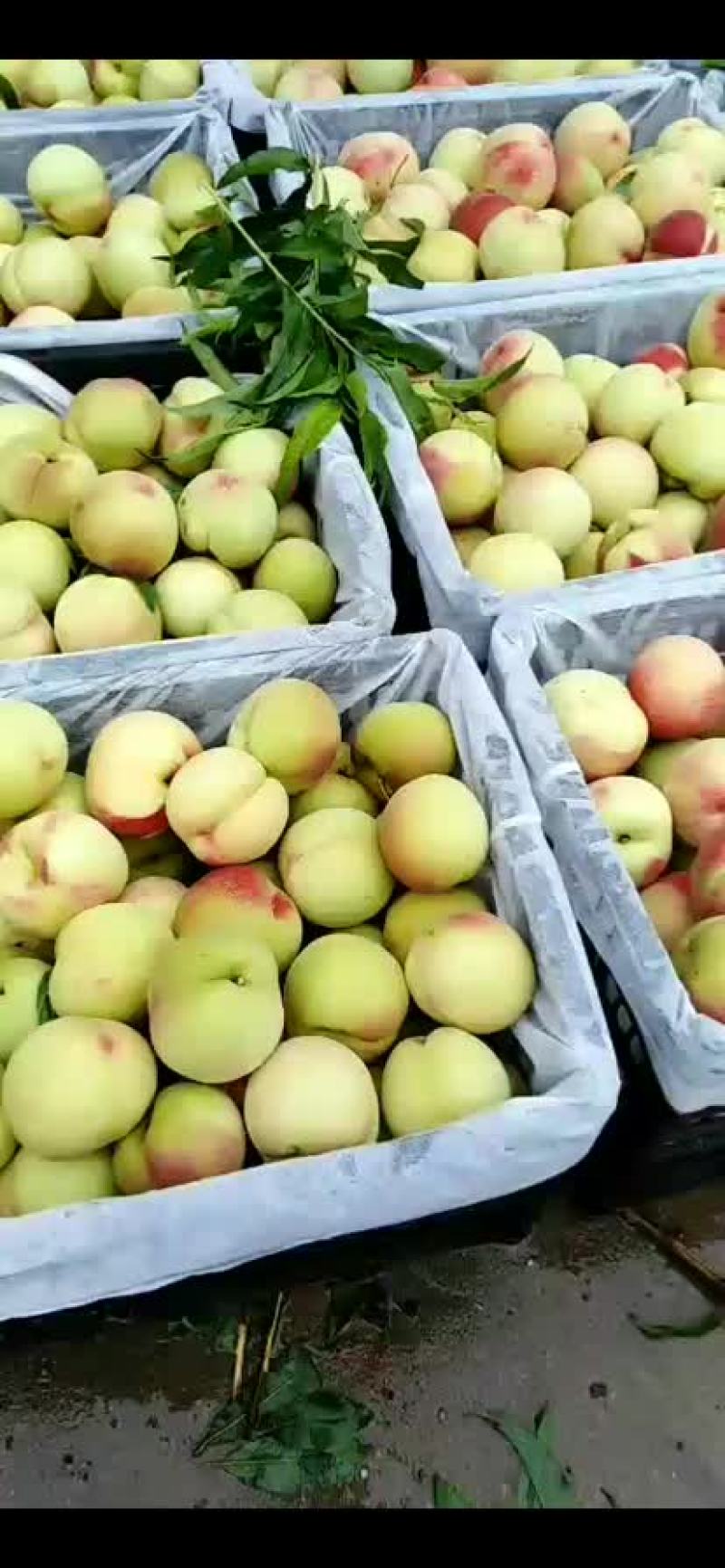 毛桃
