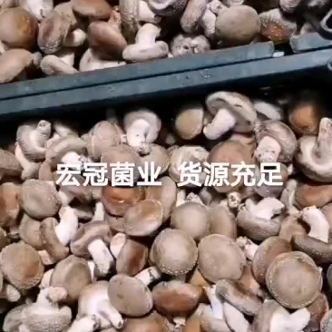 香菇