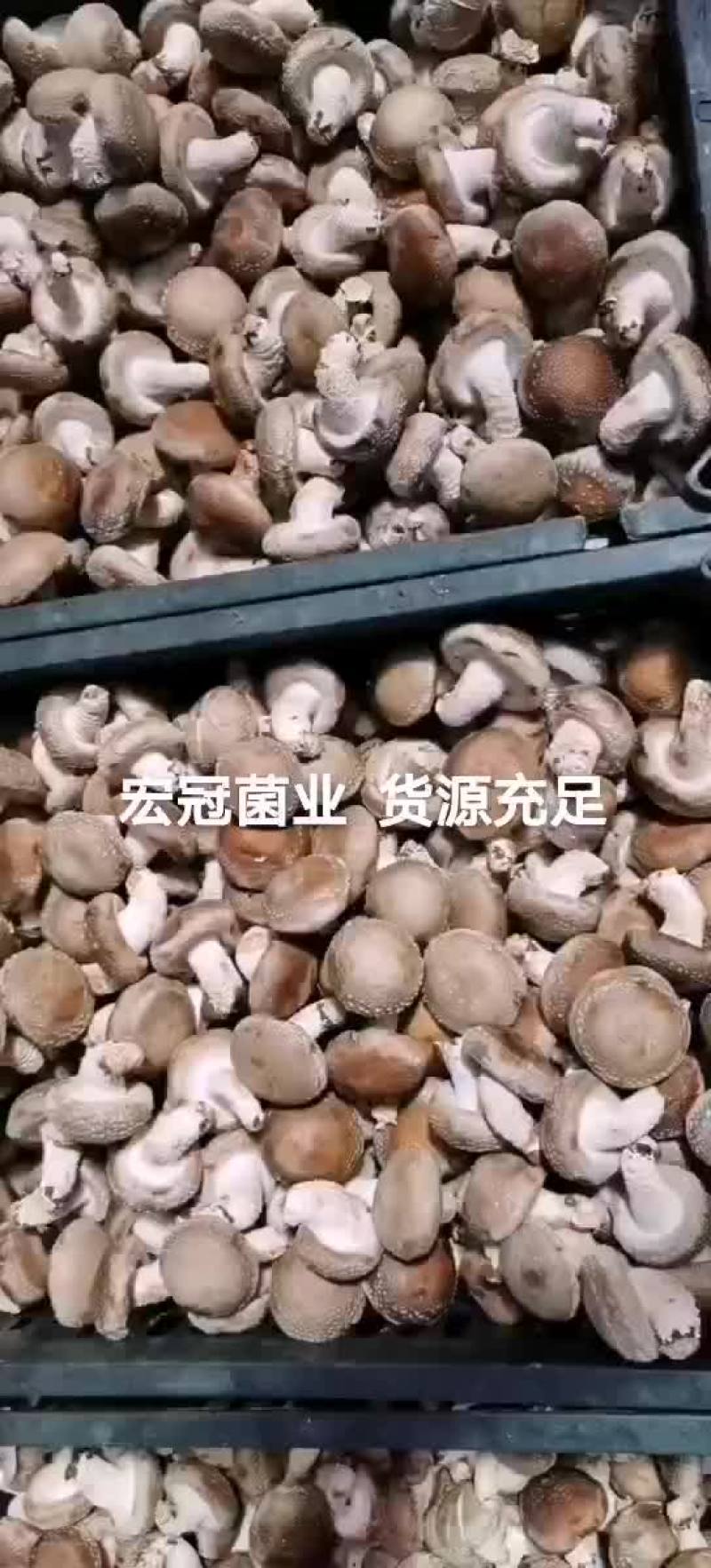 香菇
