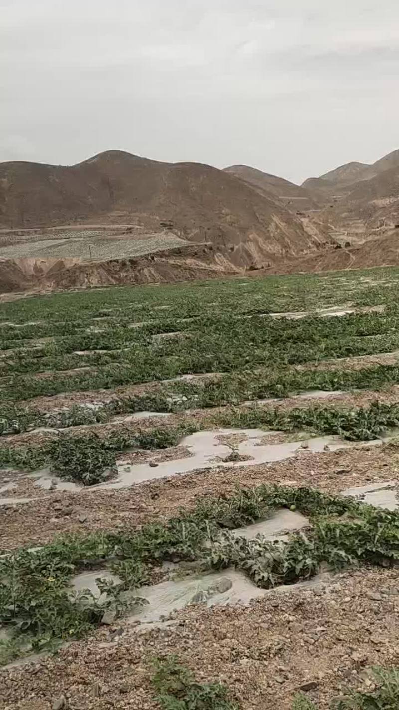 靖远西砂瓜马上上市