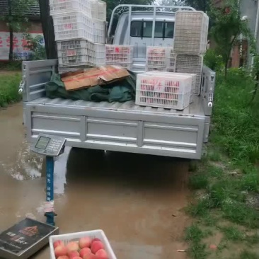 突围桃