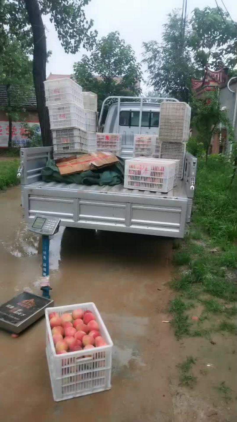 突围桃