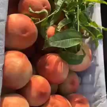 各种桃子上市要的客商联系本人