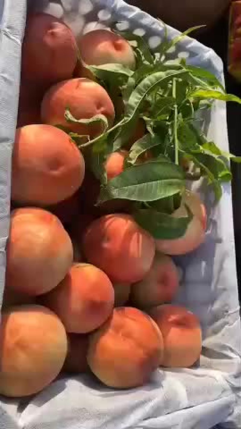 各种桃子上市要的客商联系本人