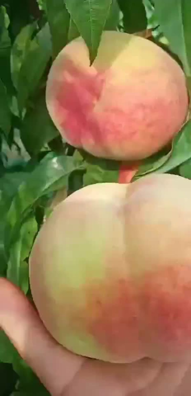 自家桃园