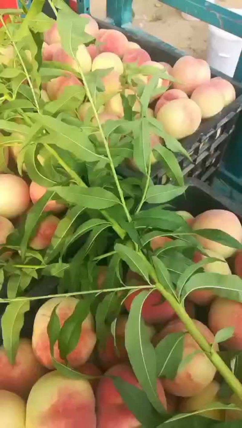毛桃