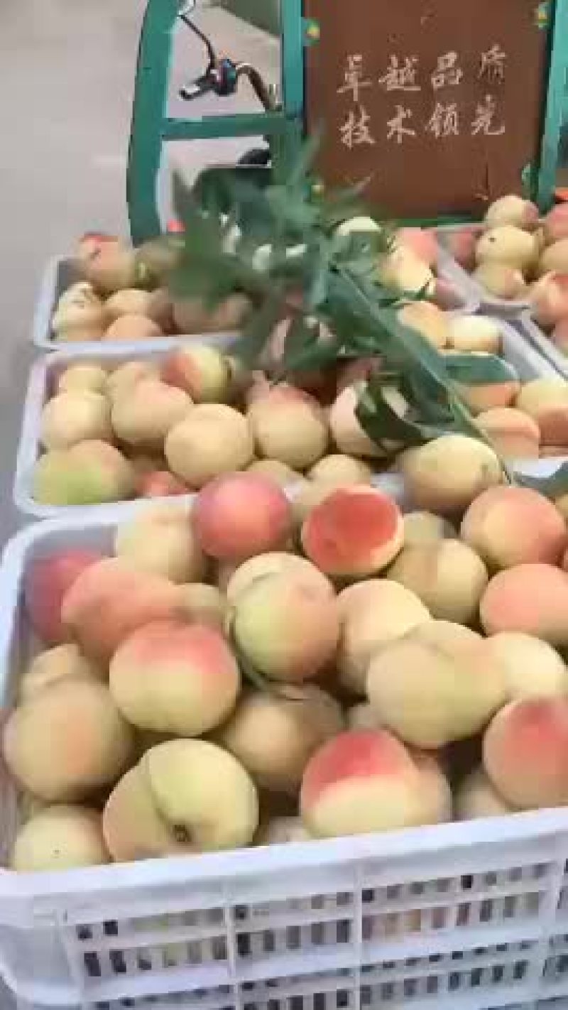 毛桃