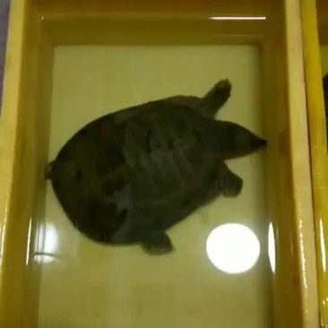 甲鱼