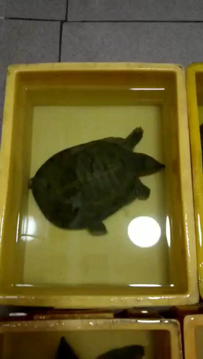 甲鱼