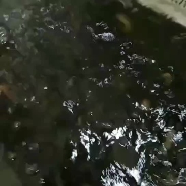 养殖的泥鳅，的泥鳅。