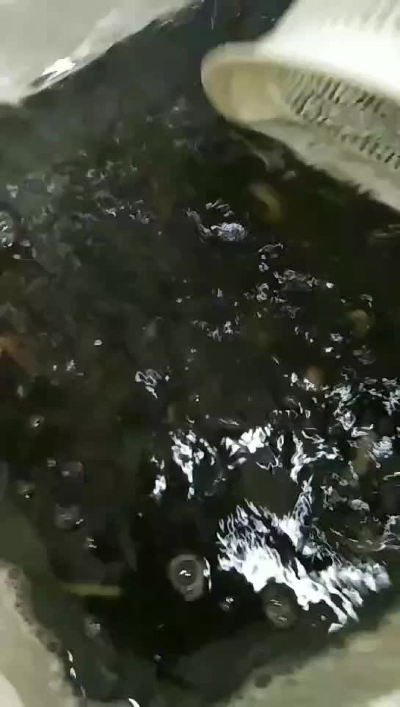 养殖的泥鳅，的泥鳅。
