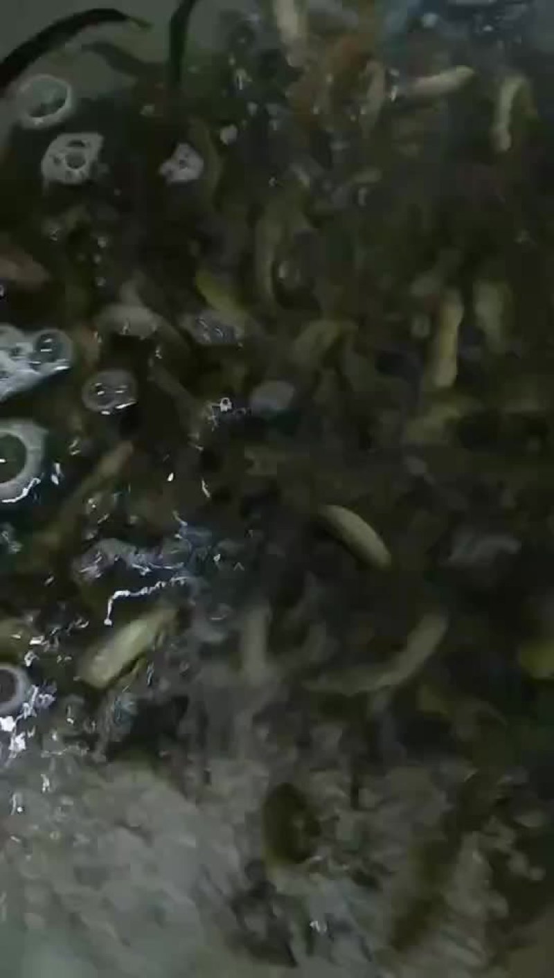 养殖的泥鳅，的泥鳅。