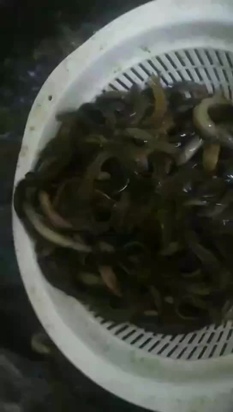 养殖的泥鳅，的泥鳅。