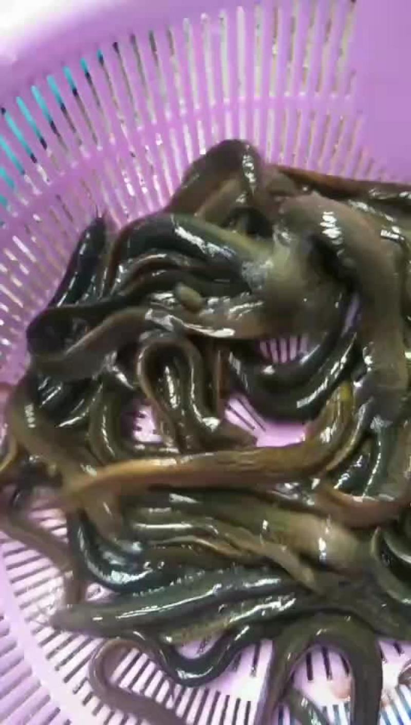 养殖的泥鳅，的泥鳅。