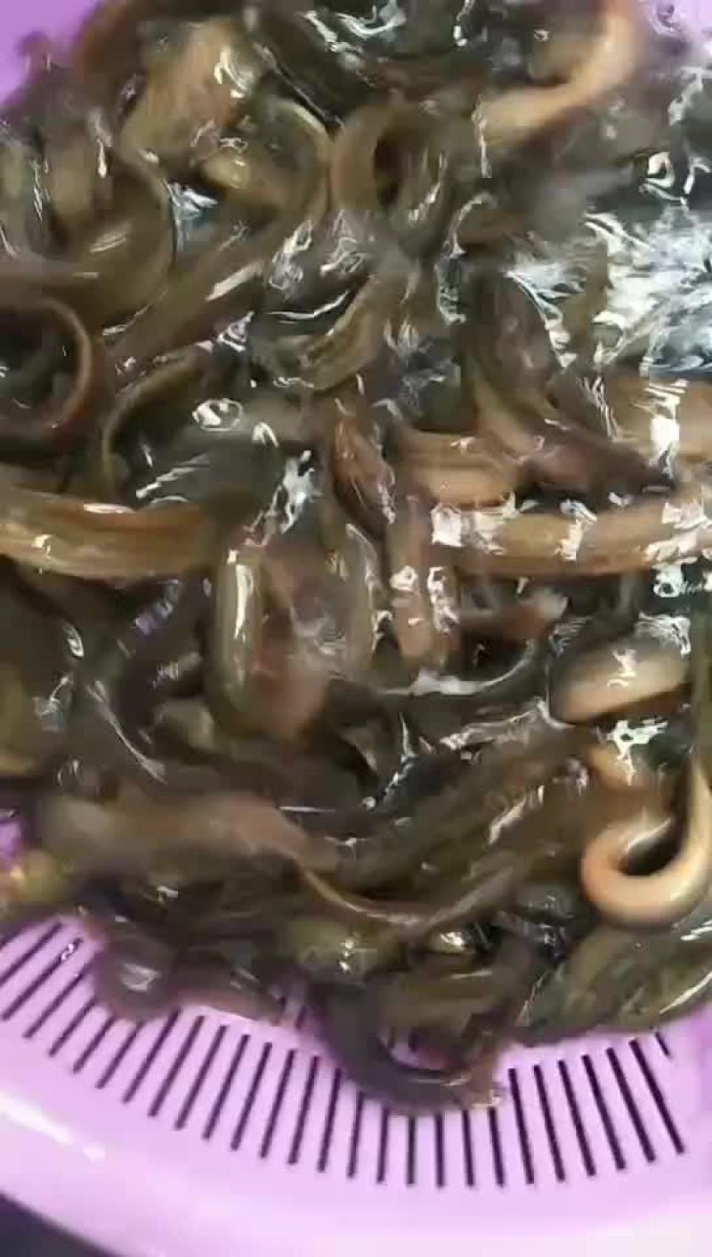 养殖的泥鳅，的泥鳅。