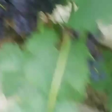 葡萄