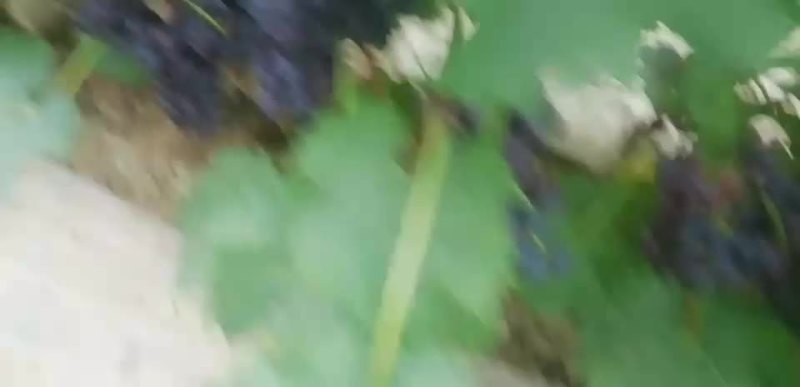 葡萄