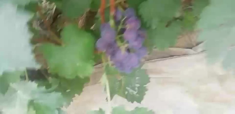 葡萄