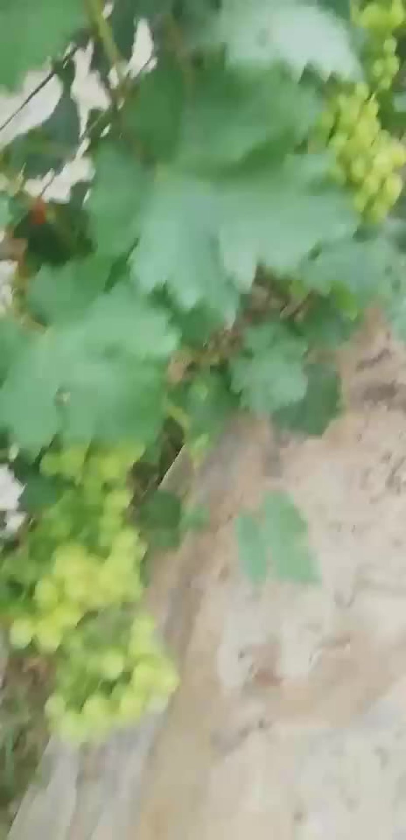 葡萄