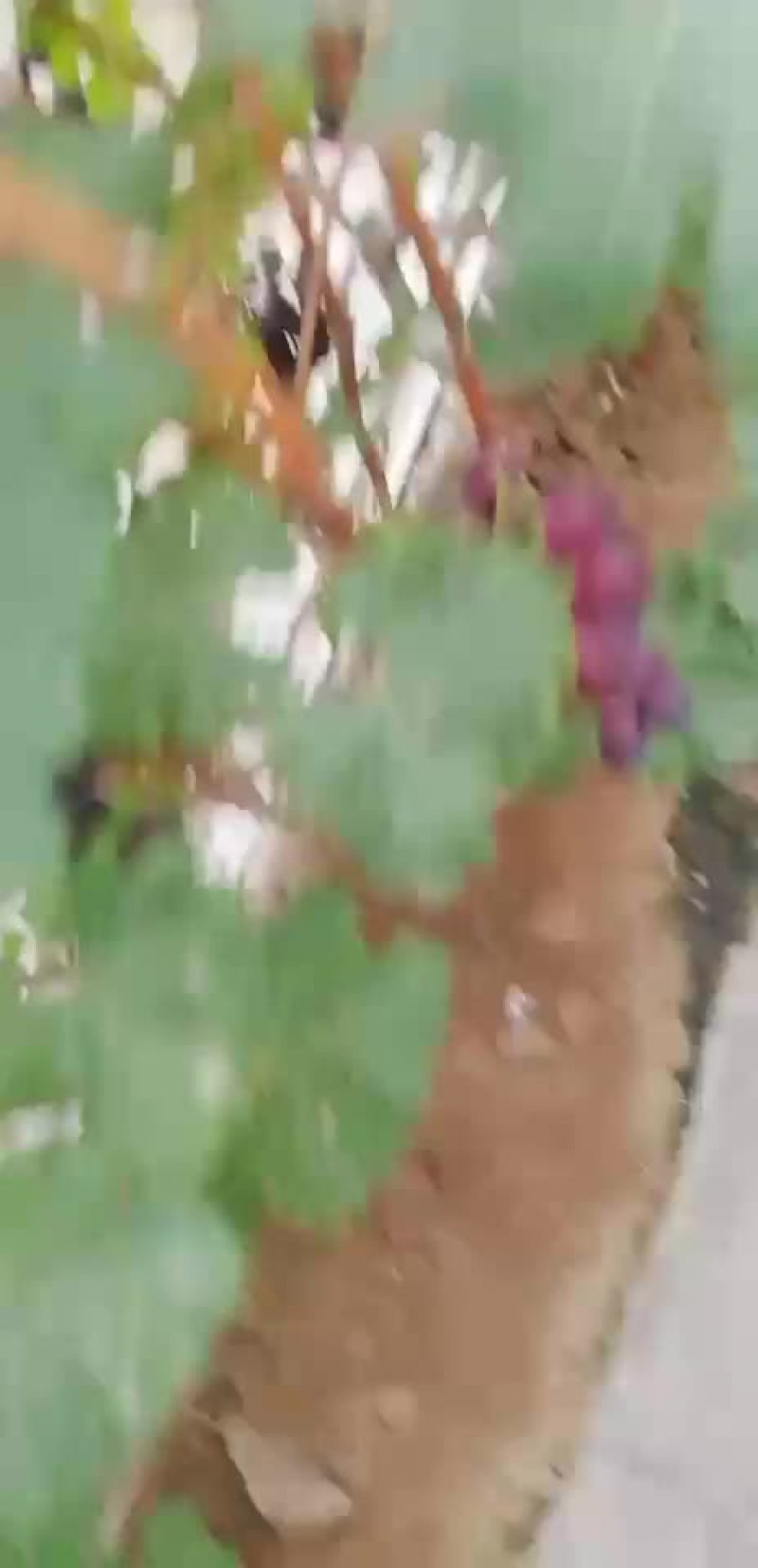 葡萄