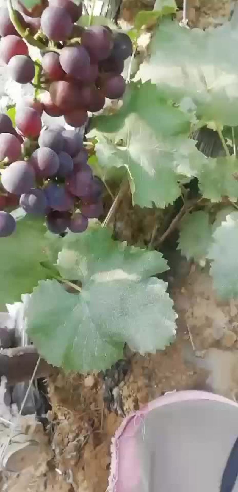 葡萄