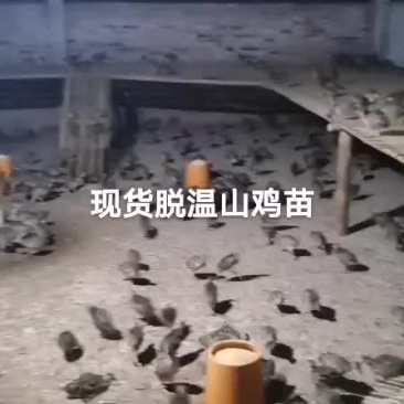 七彩山鸡苗