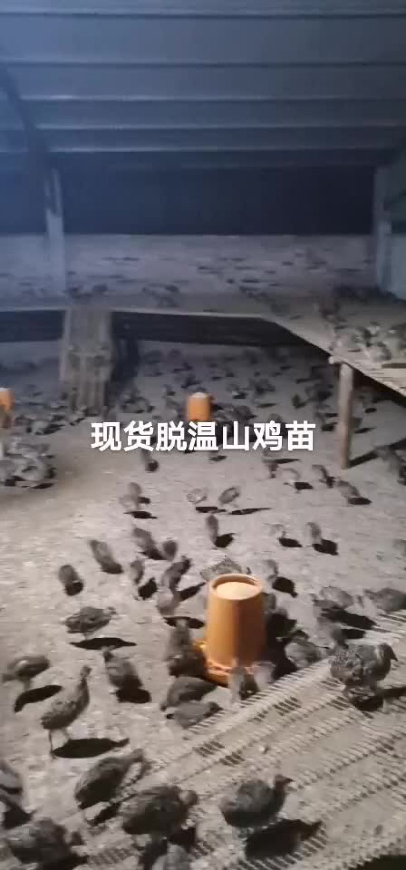 七彩山鸡苗
