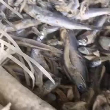 各种饲料鱼，大量有货，需要的老板咨询