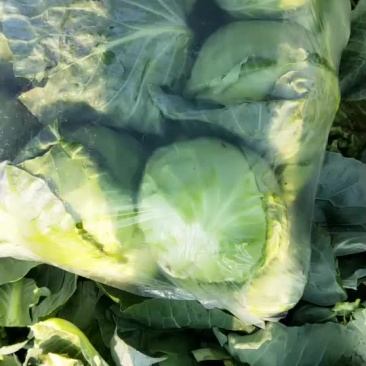 蔬菜