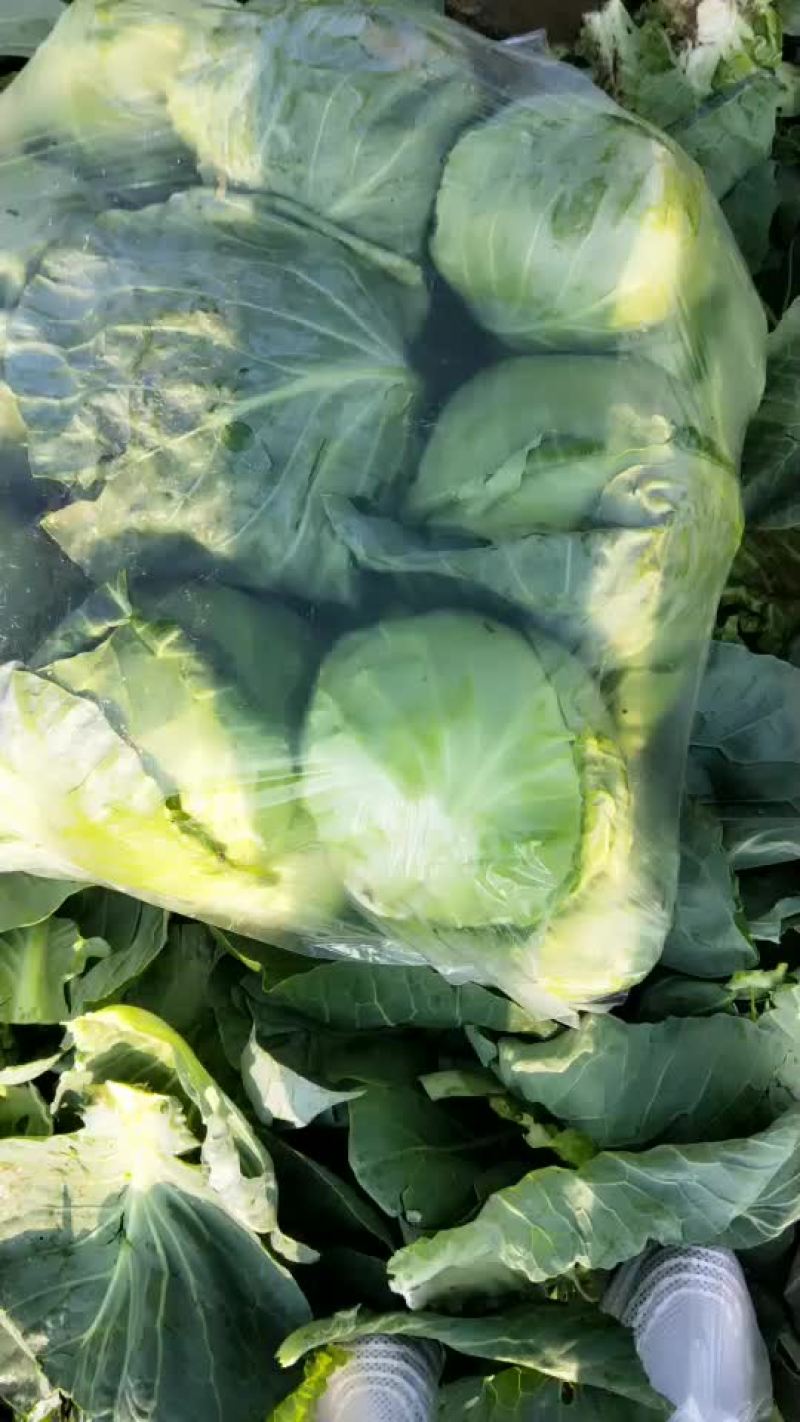 蔬菜