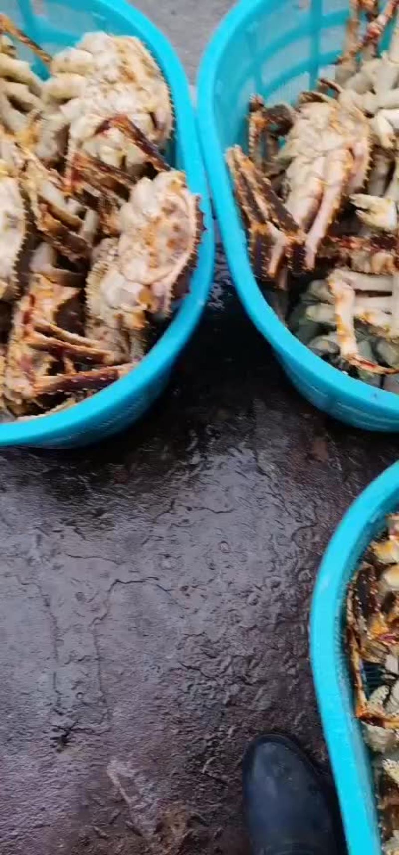 新鲜鲜活深海阿拉斯加帝王蟹