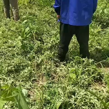 台头西瓜自产自销