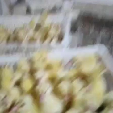 供应大种杂交鹅苗