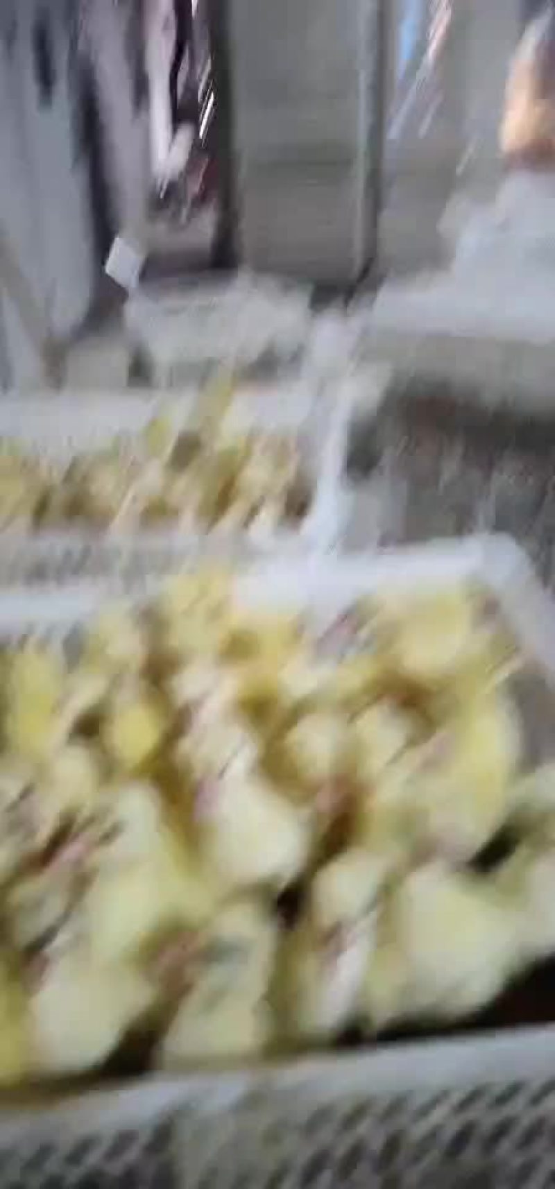 供应大种杂交鹅苗