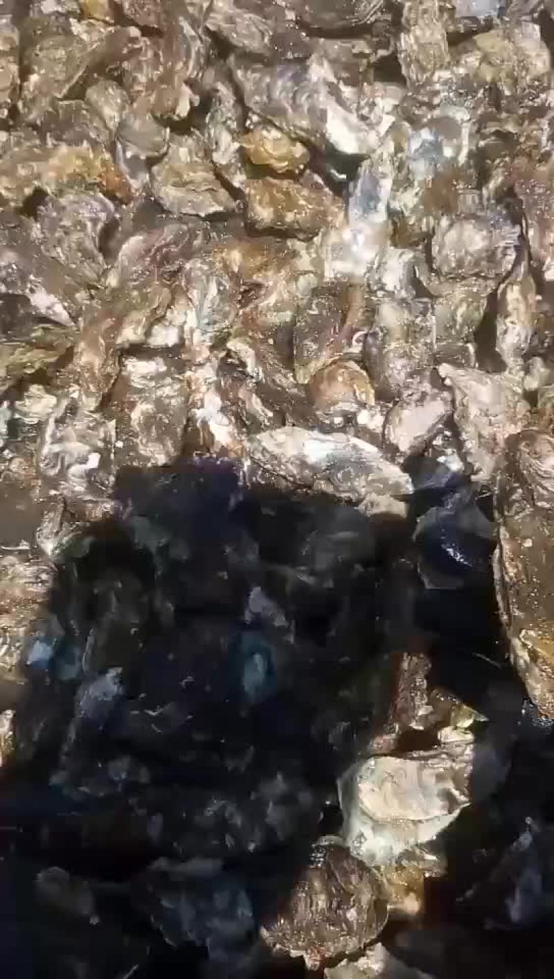 生蚝