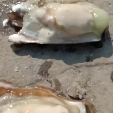 生蚝