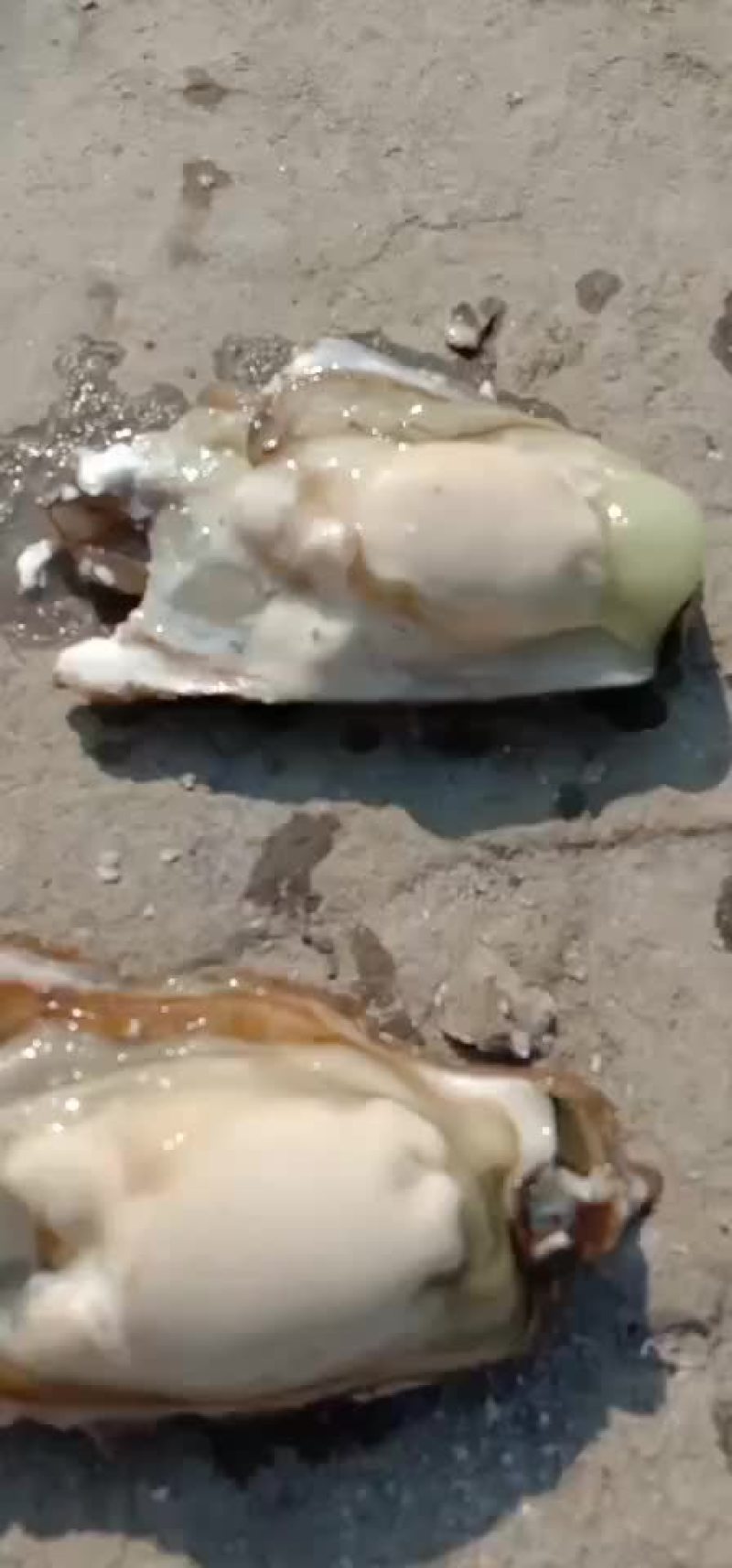 生蚝