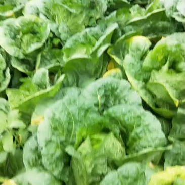 蔬菜