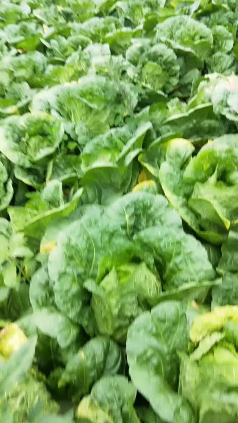 蔬菜