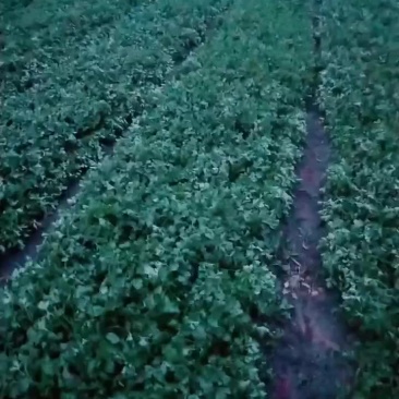 大叶香菜