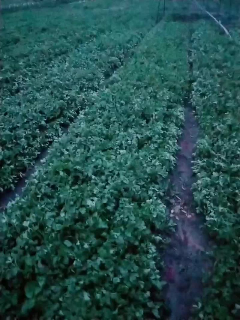 大叶香菜