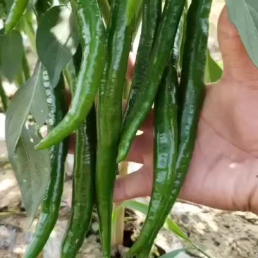 二荆条辣椒