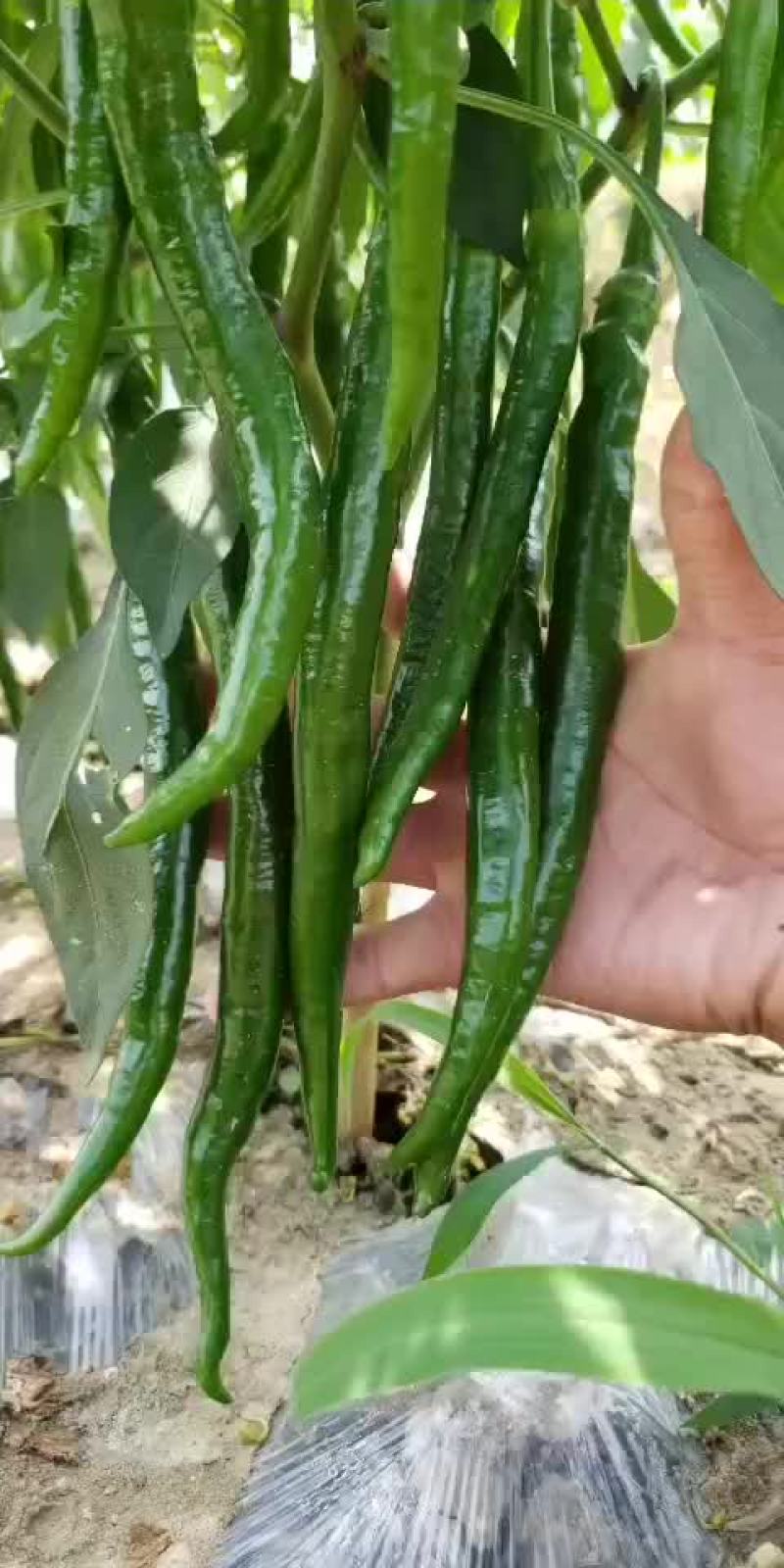 二荆条辣椒