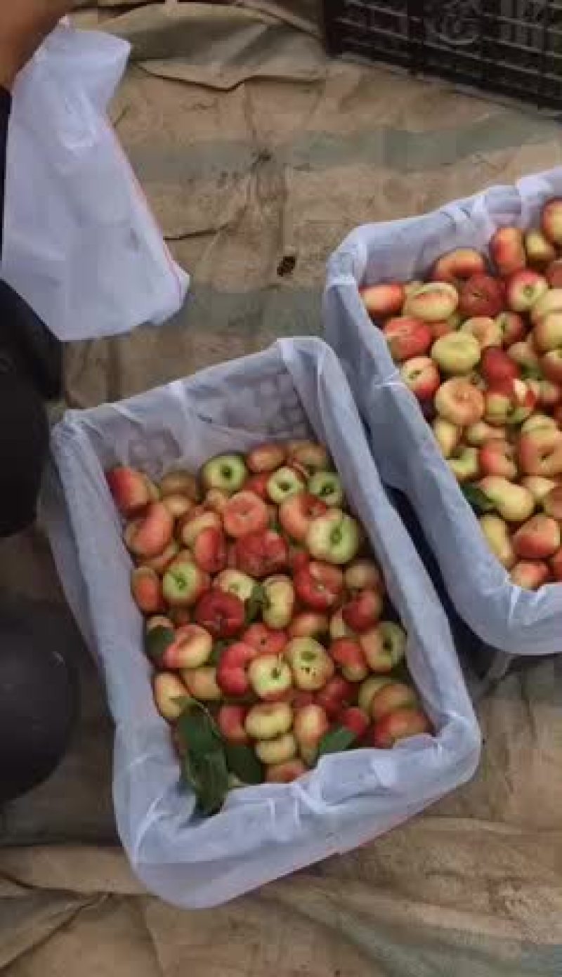 水果