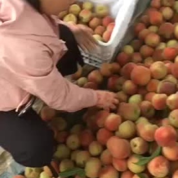 水果