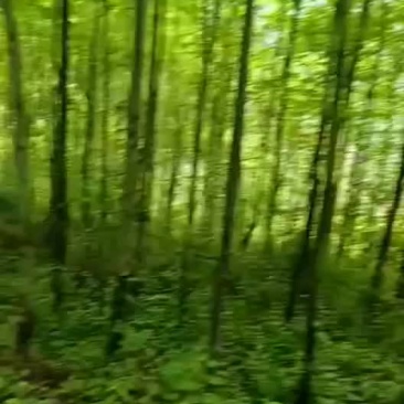 杜仲