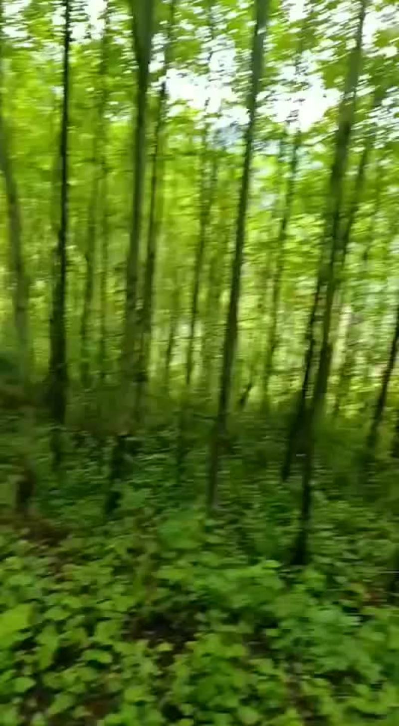 杜仲